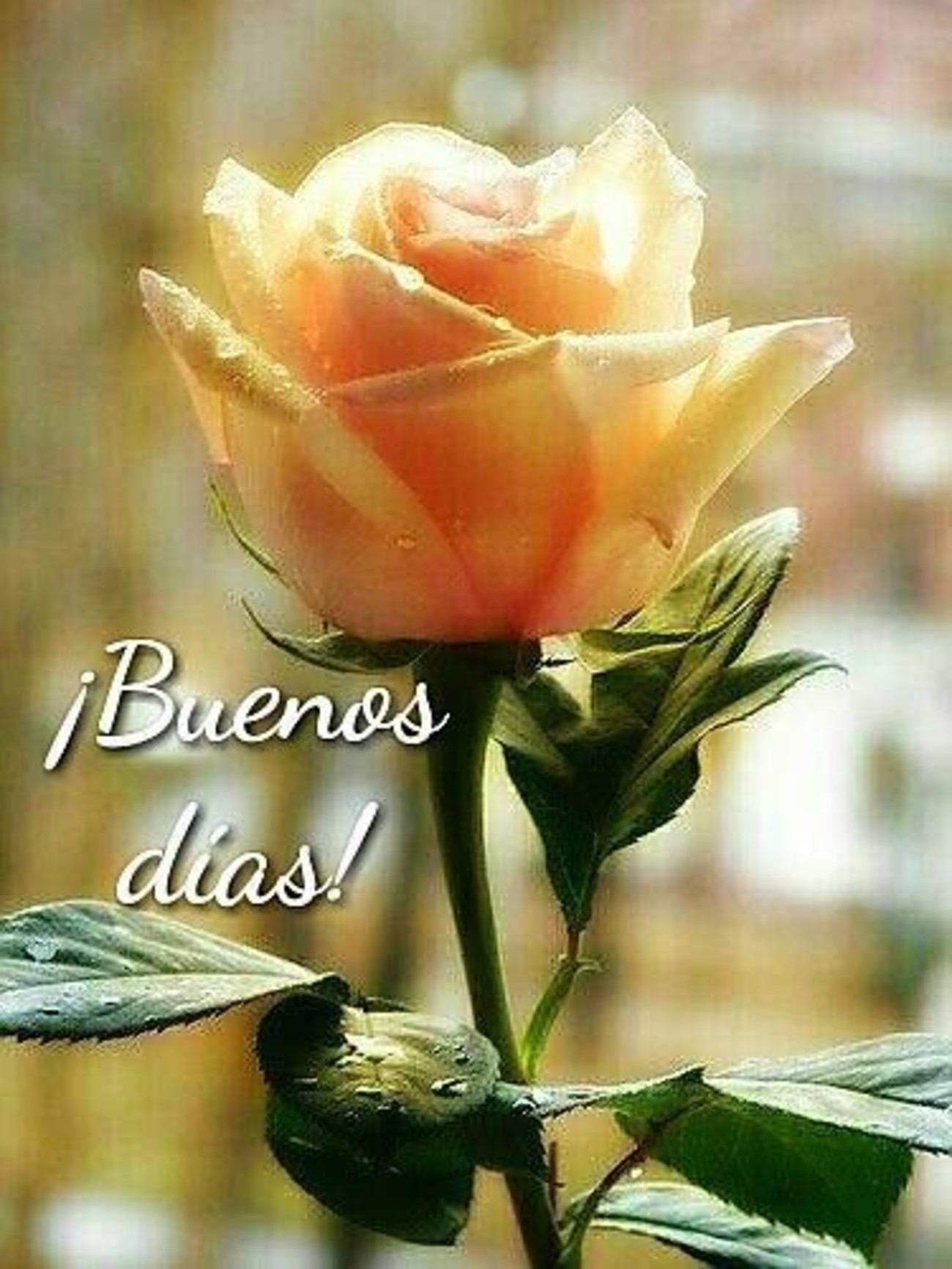 Buenos Días imágenes con rosas - BonitasImagenes.net