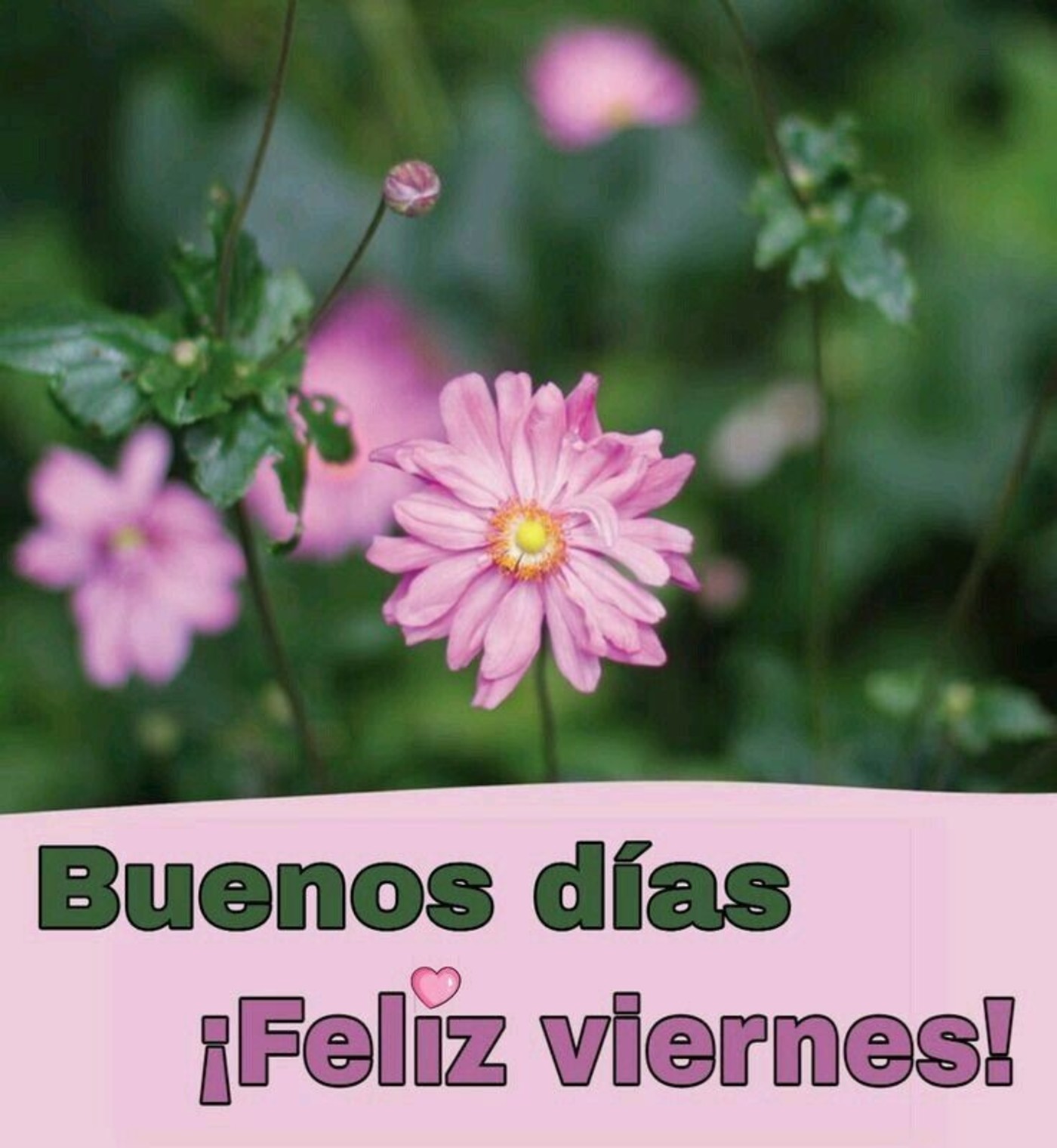 Buenos Días Feliz Viernes 9