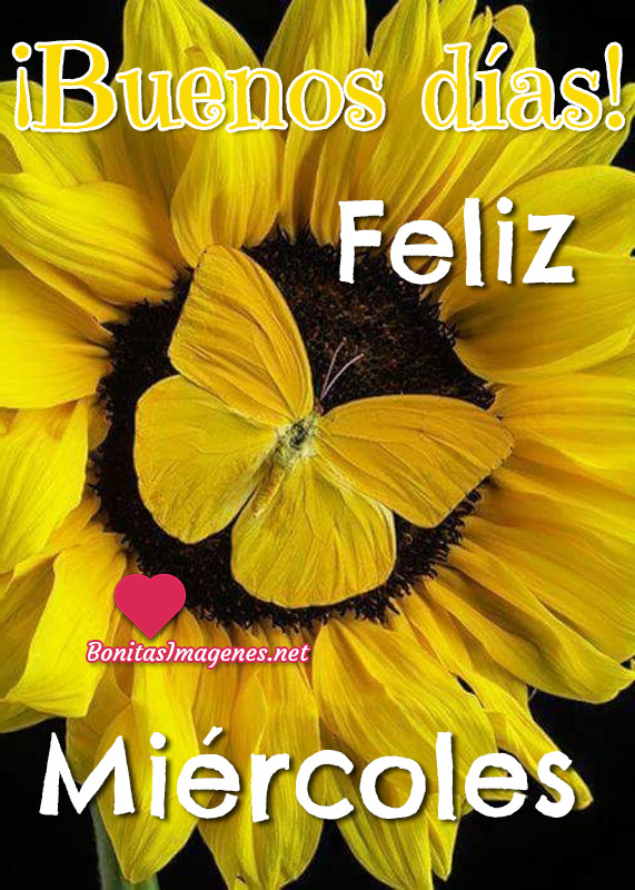 Image result for imagenes de feliz miercoles