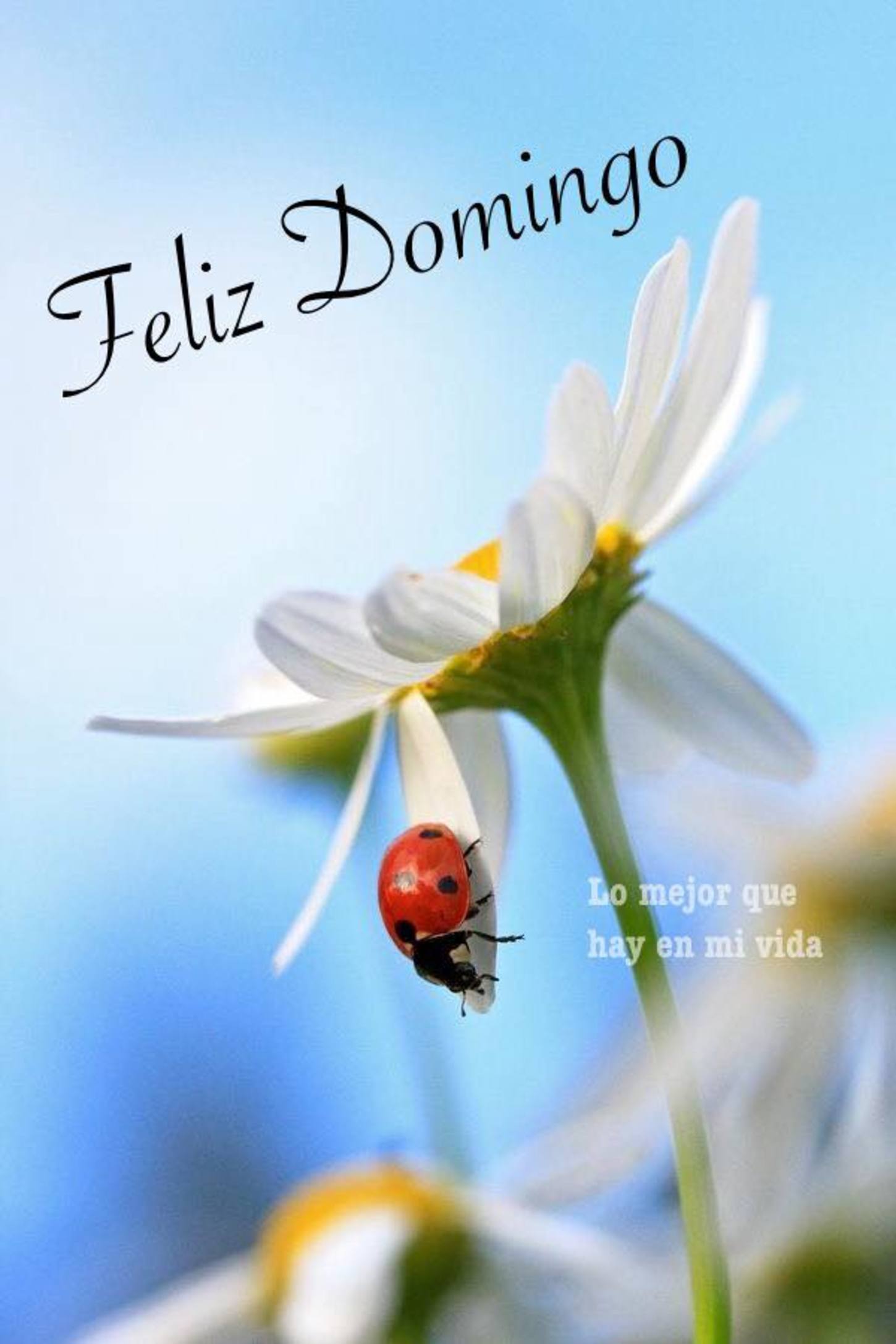 Feliz Domingo Pinterest 330