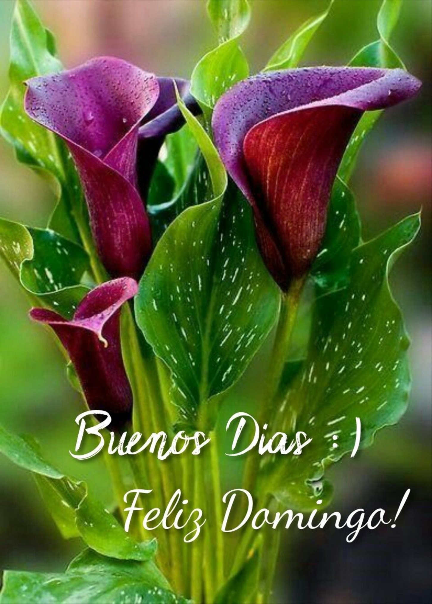 Feliz Domingo con flores 80