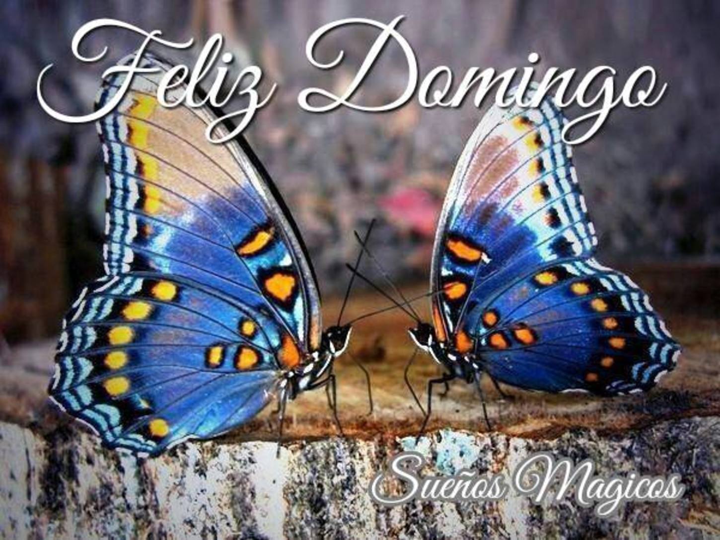 Feliz Domingo con mariposas 2