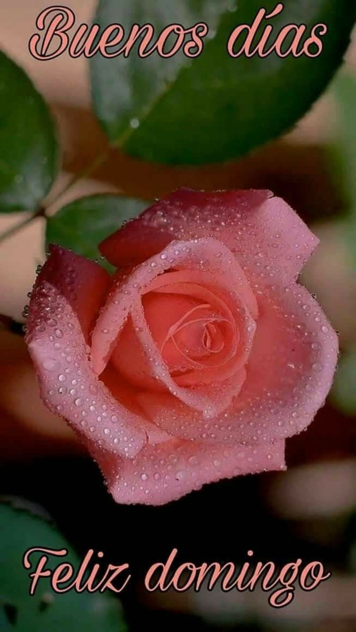 Feliz Domingo imágenes y fotos para facebook 291