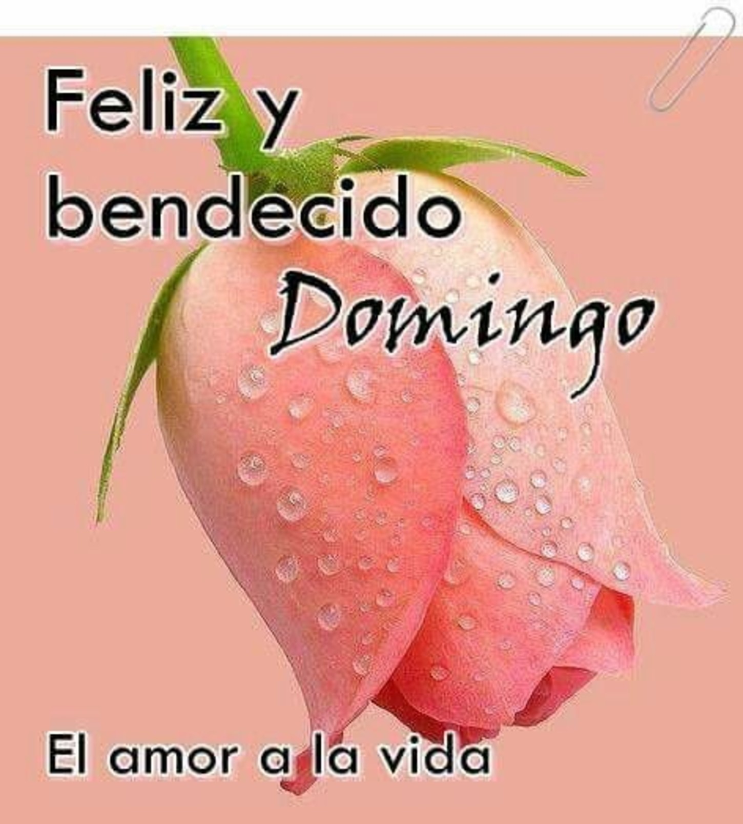 Feliz Domingo lindas imágenes 251