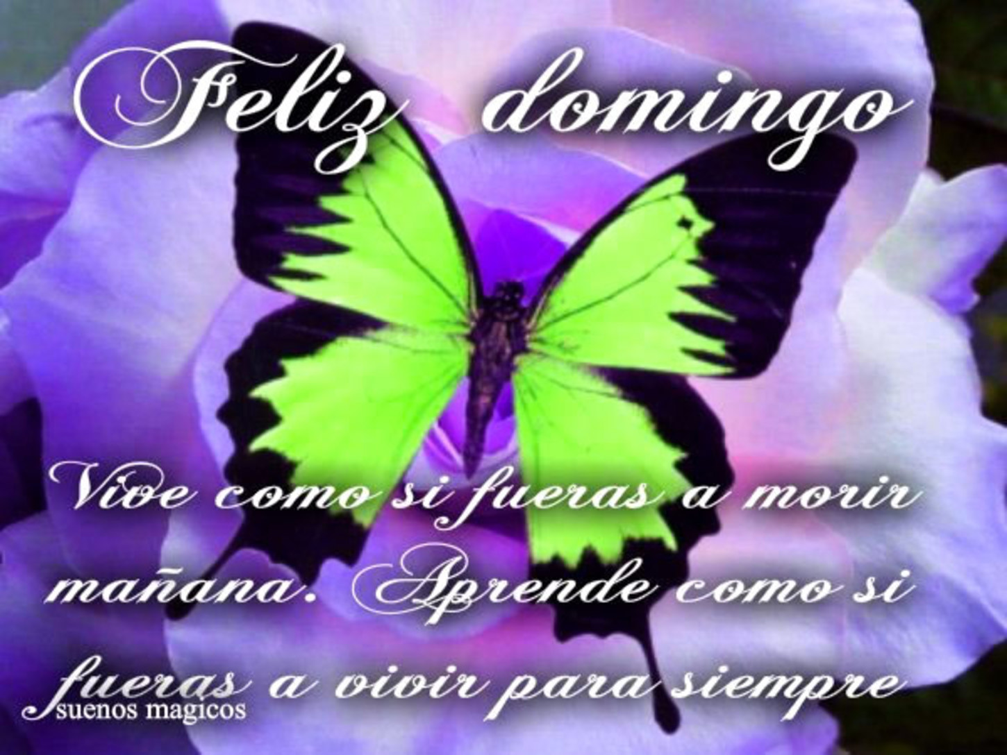 Feliz Domingo lindas imágenes 252