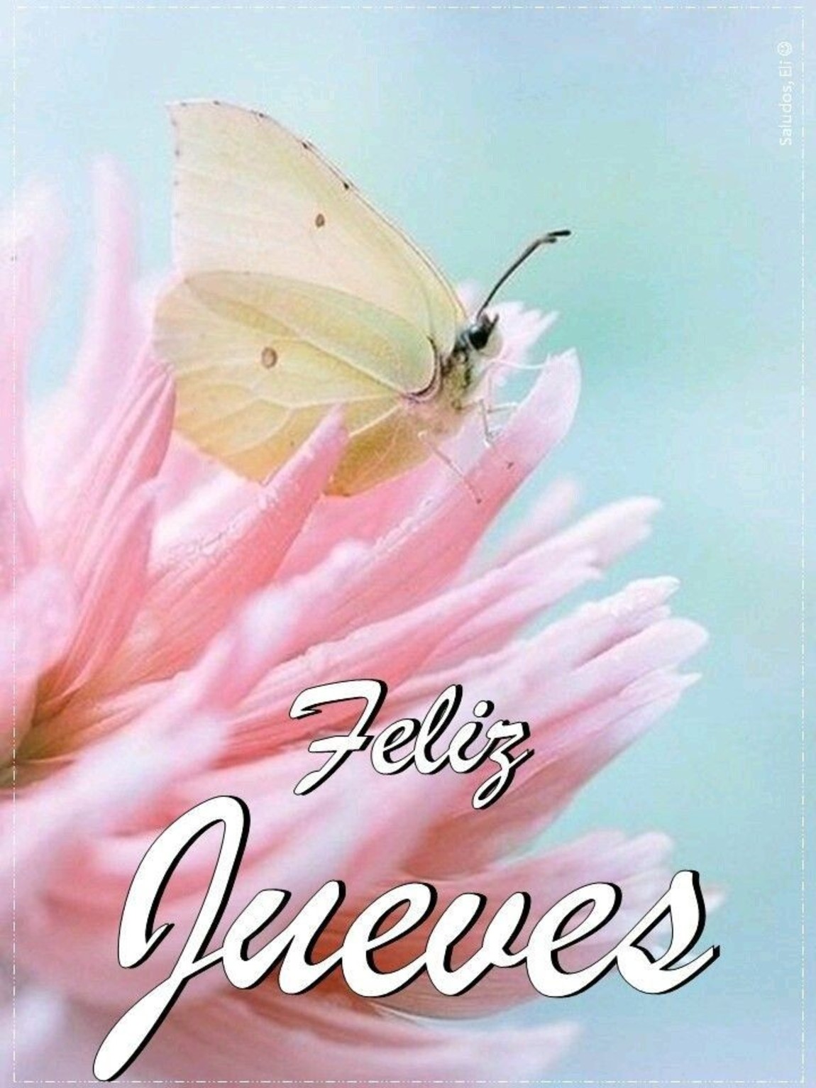 Feliz Jueves bellas imágenes 239