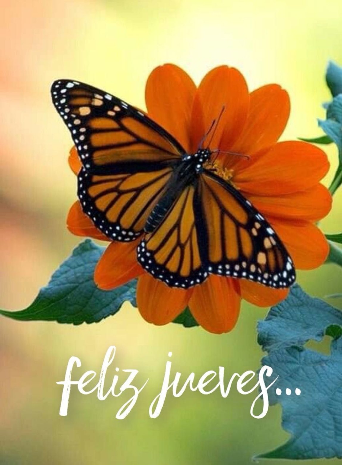 Feliz Jueves bellas imágenes 244