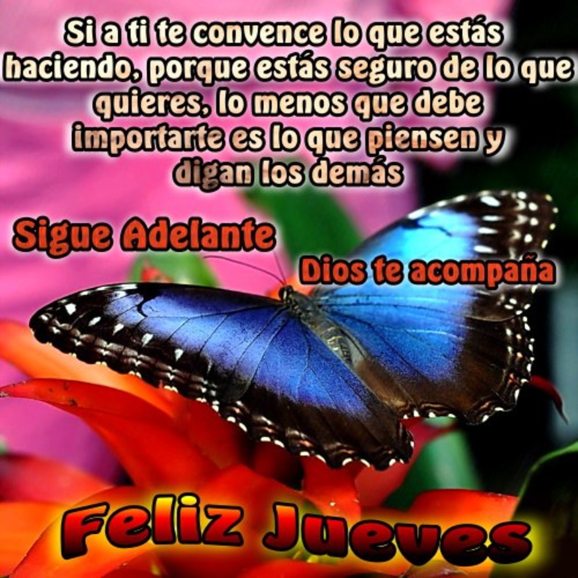 Feliz Jueves con mariposa 119