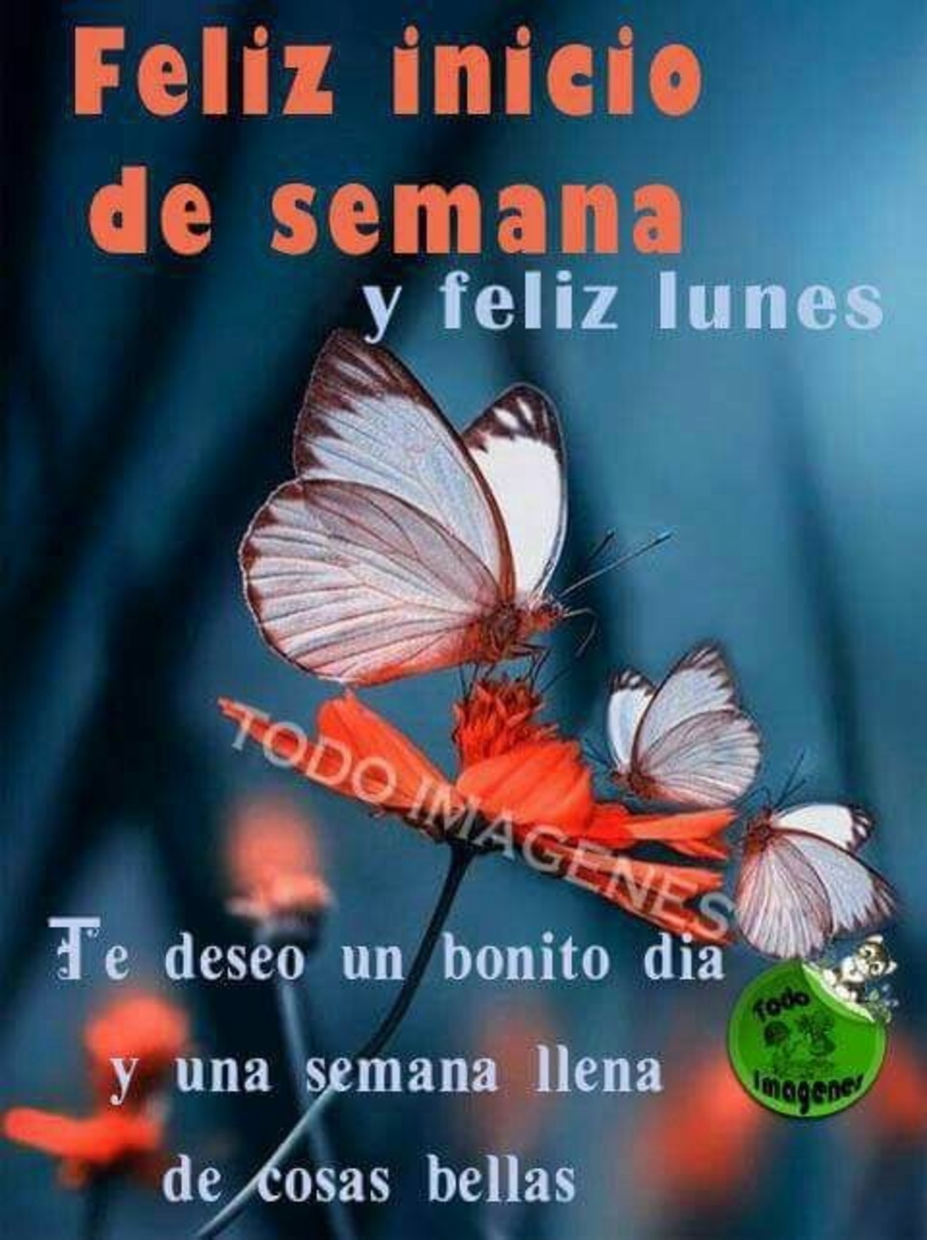 Feliz Lunes fotos Google 206