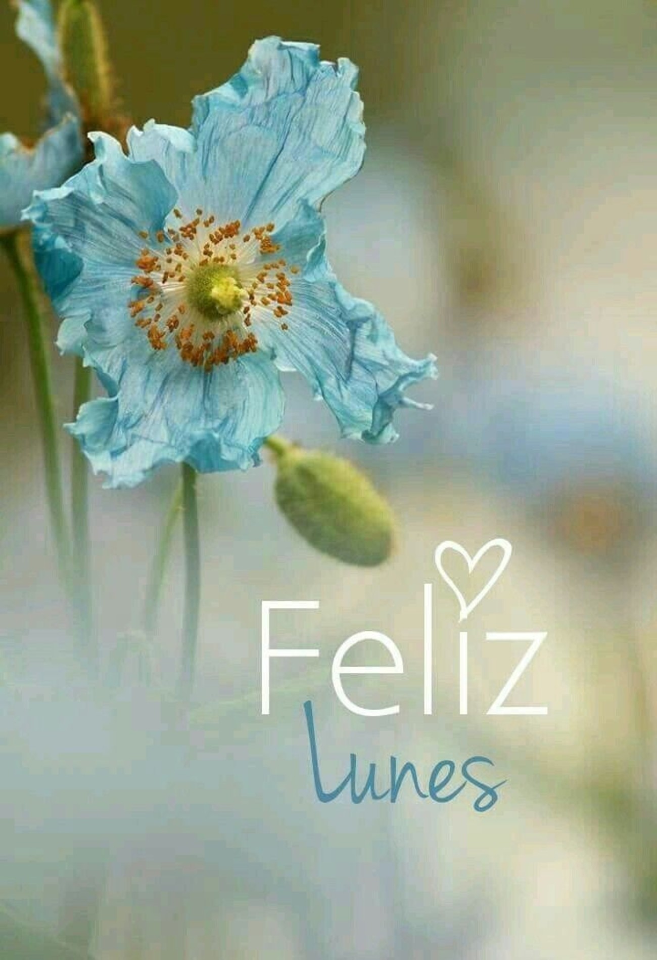 Feliz Lunes grupo 46