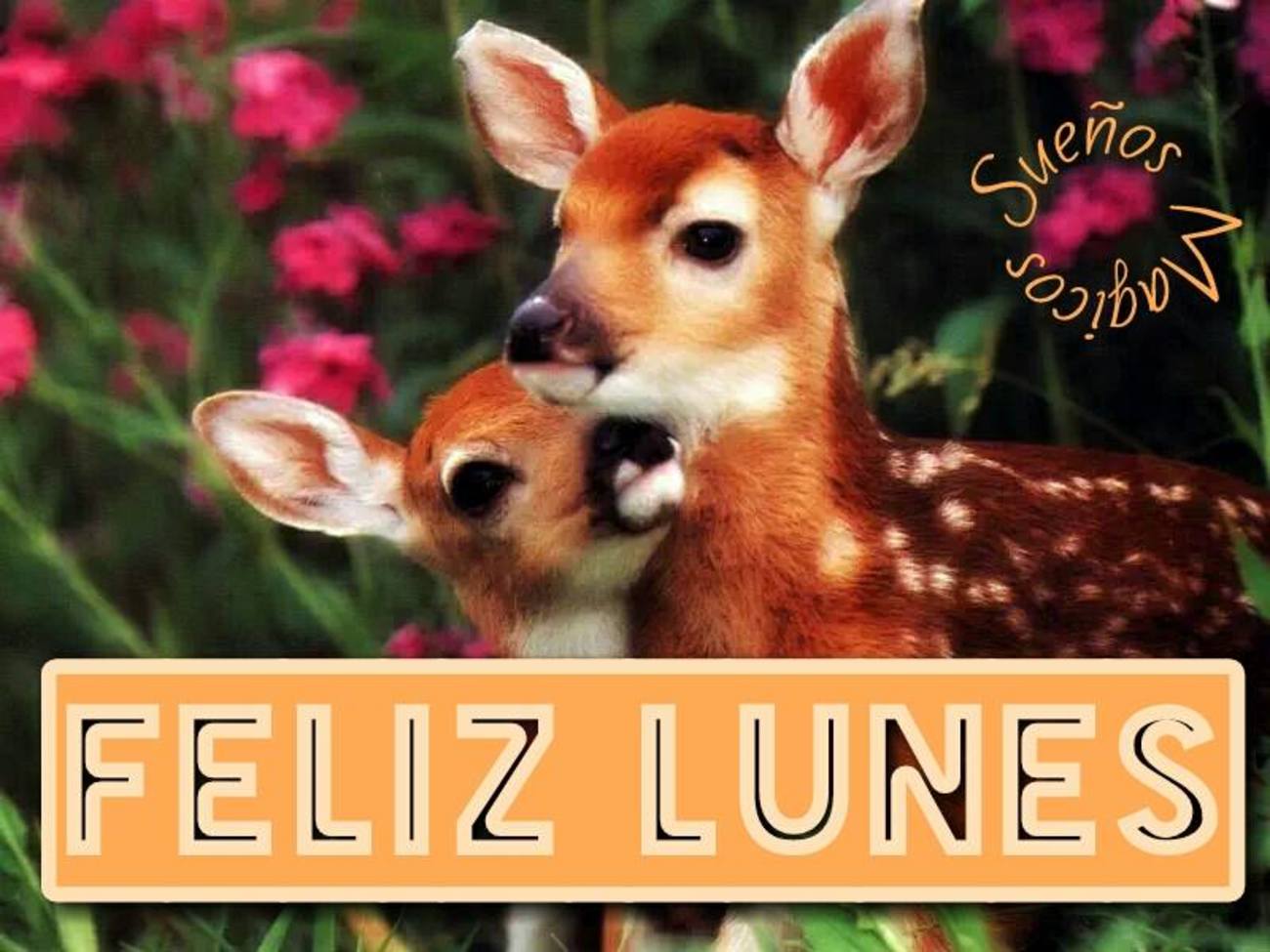 Feliz Lunes imágenes 28