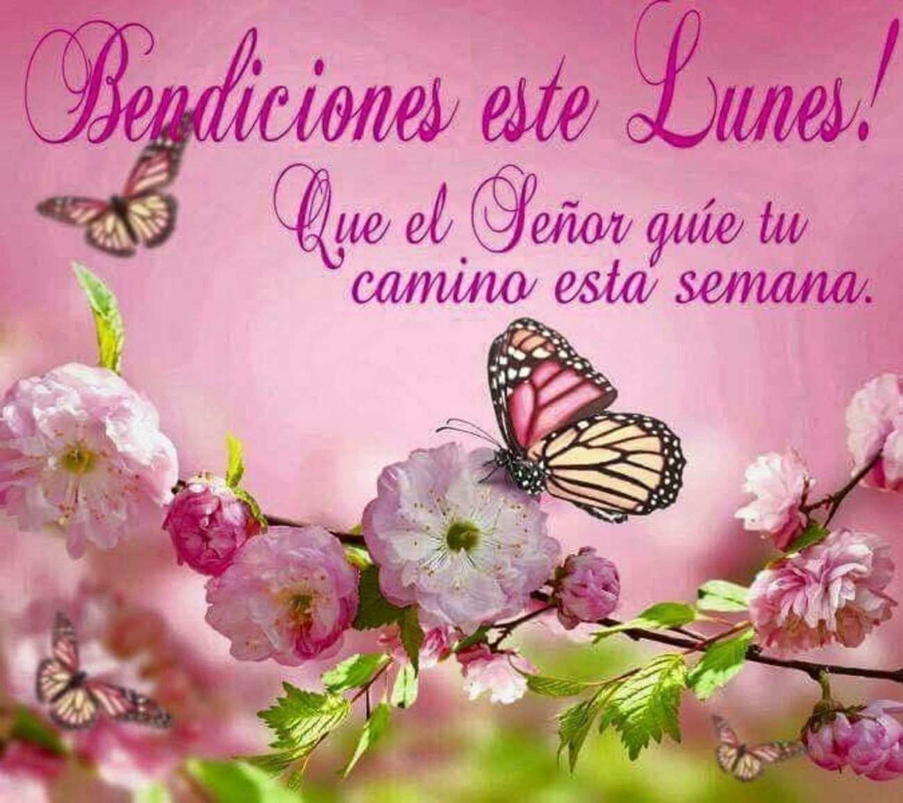 Feliz Lunes imágenes bellas 165