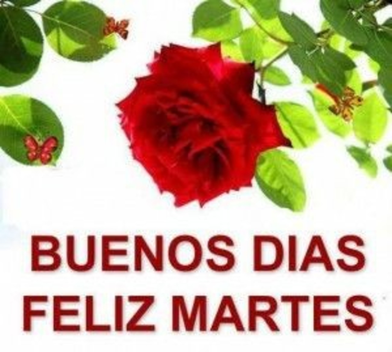 Feliz Martes 112