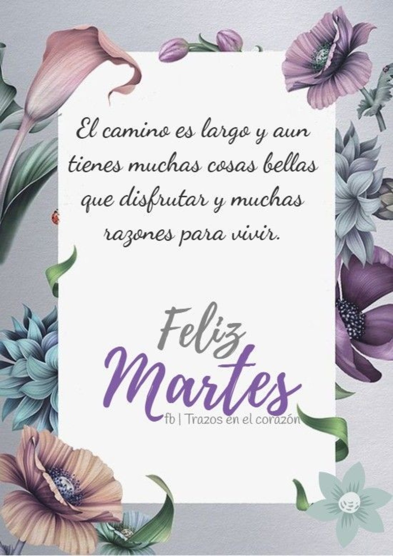 Feliz Martes bellas imágenes 164