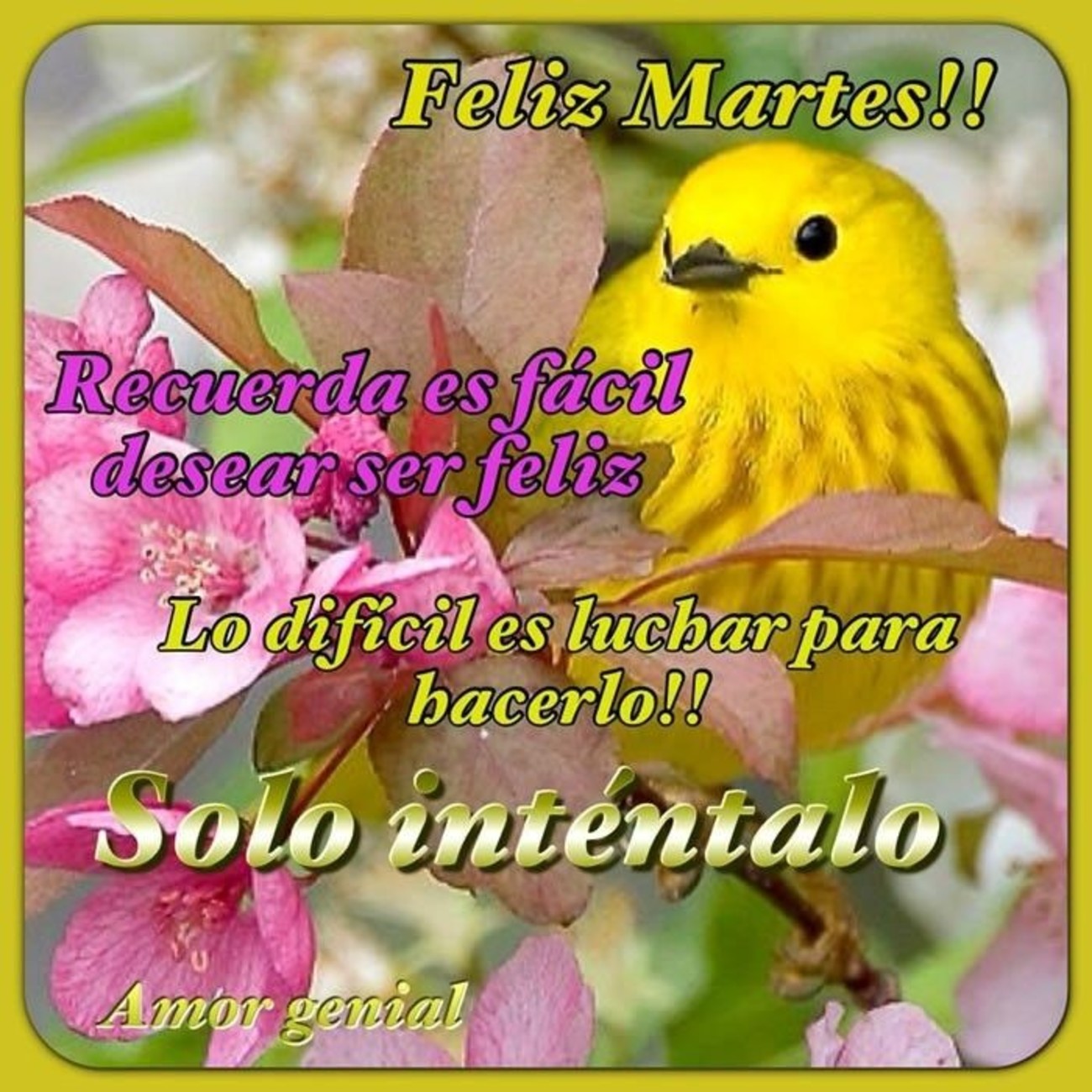 Feliz Martes fotos para Facebook 222