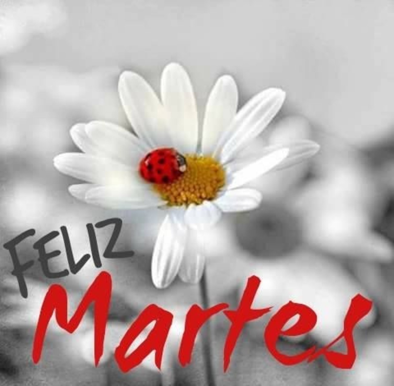 Feliz Martes hermosas imágenes 174.