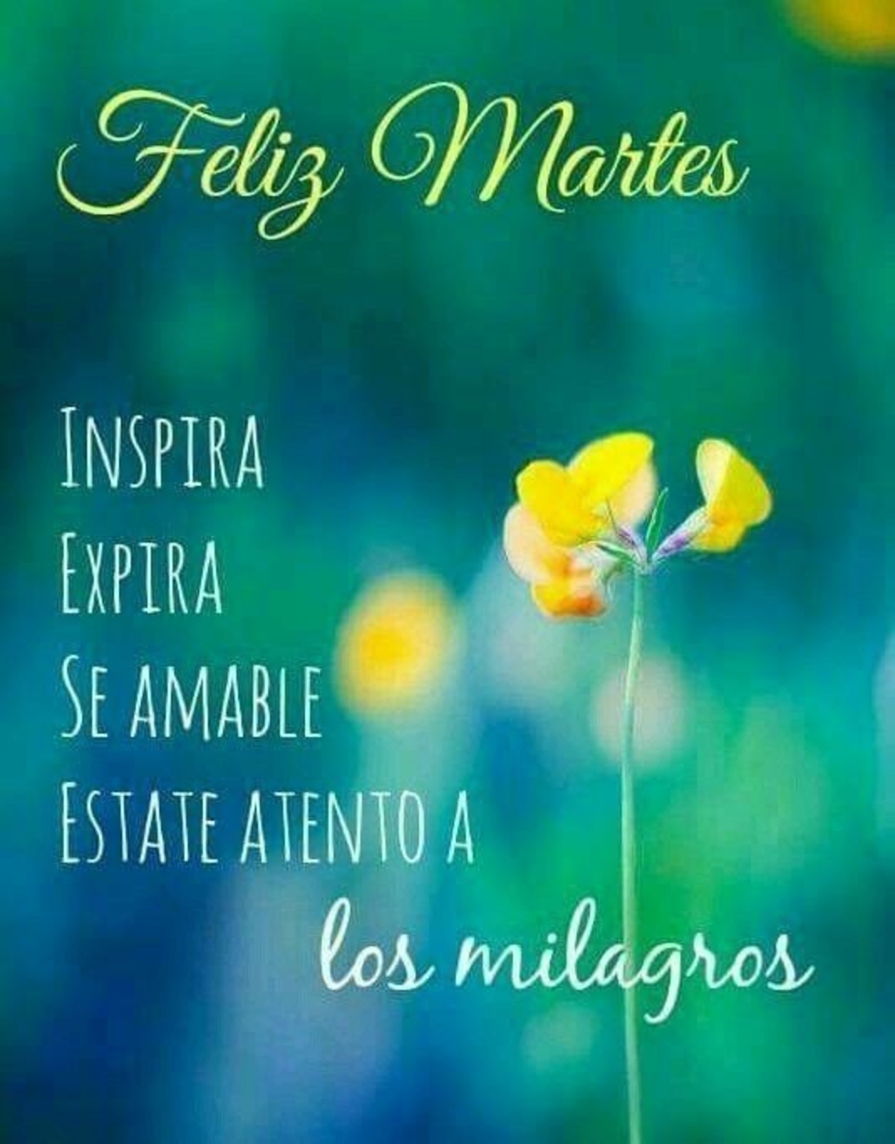 Feliz Martes imágenes bonitas.