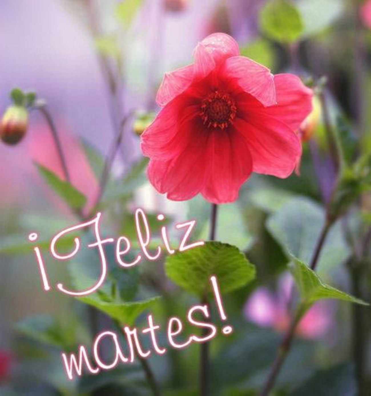 Feliz Martes imágenes con flores 300