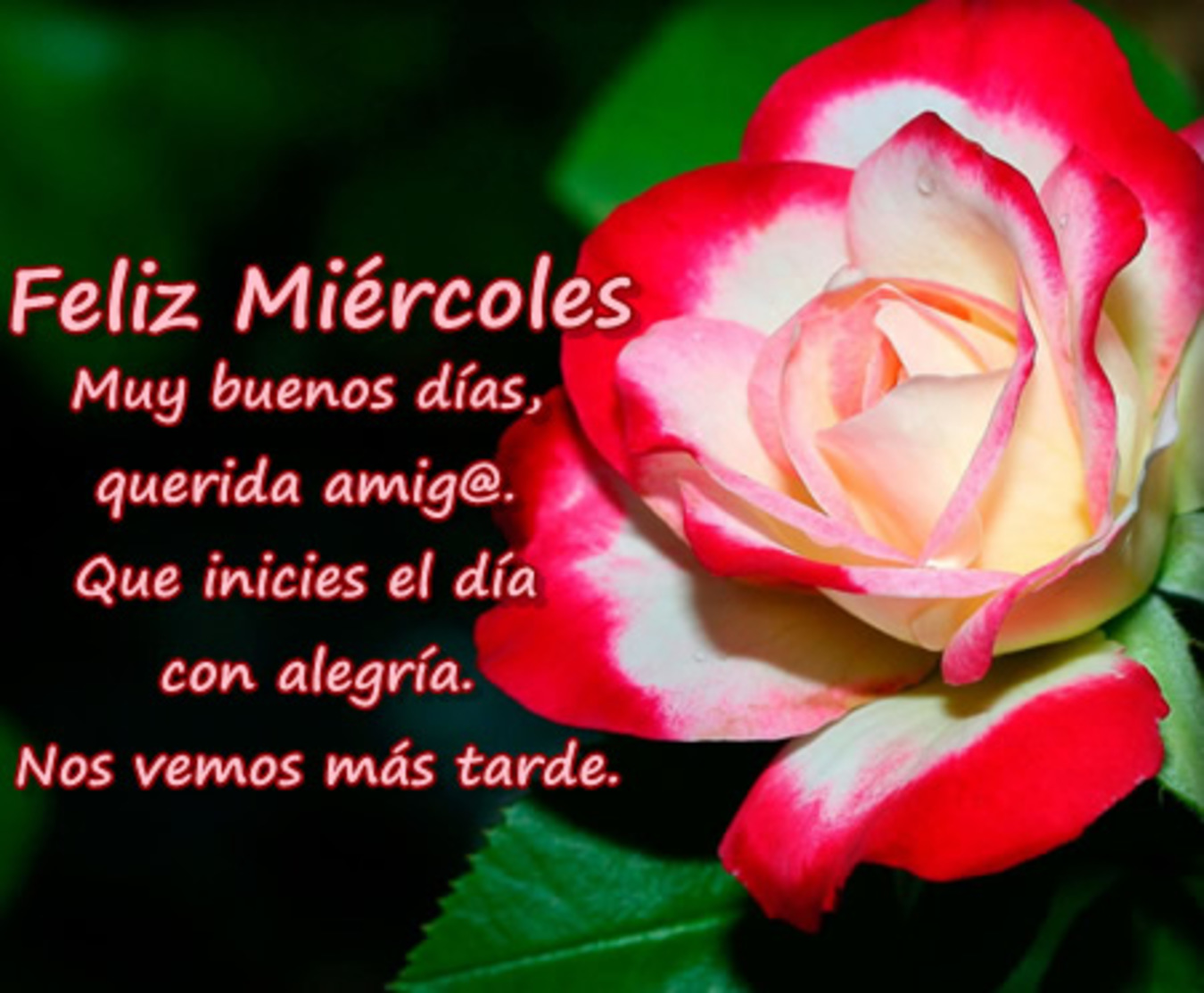 Feliz Miércoles con flores imágenes 77