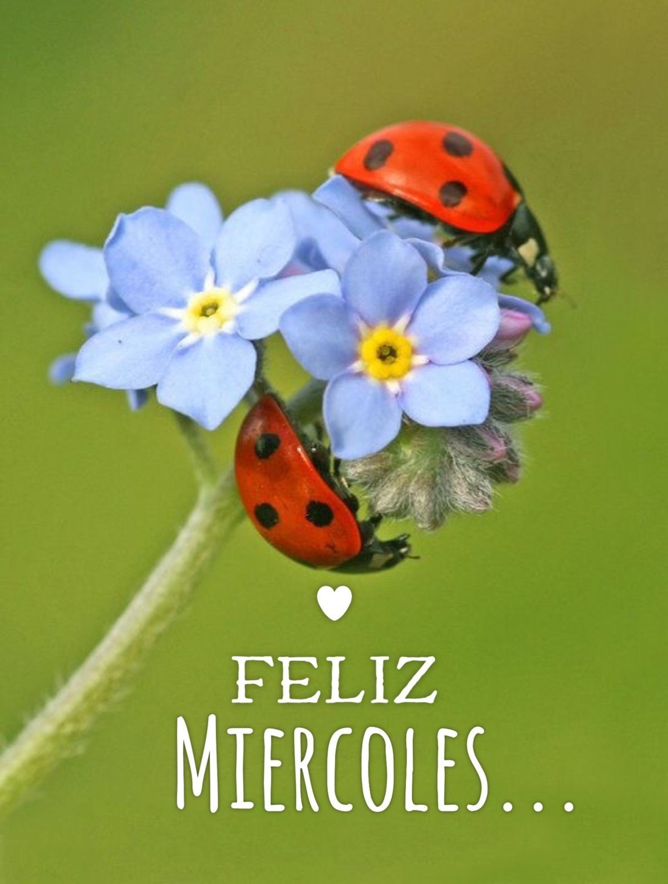 Feliz Miércoles primavera 151