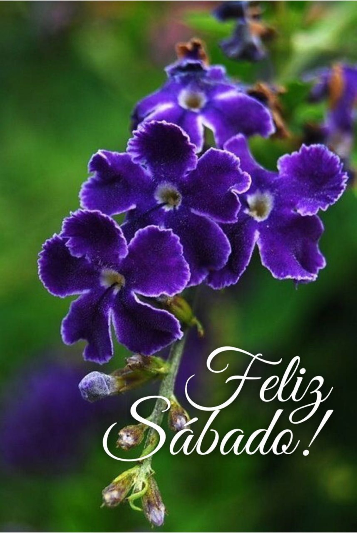 Image result for feliz sabado