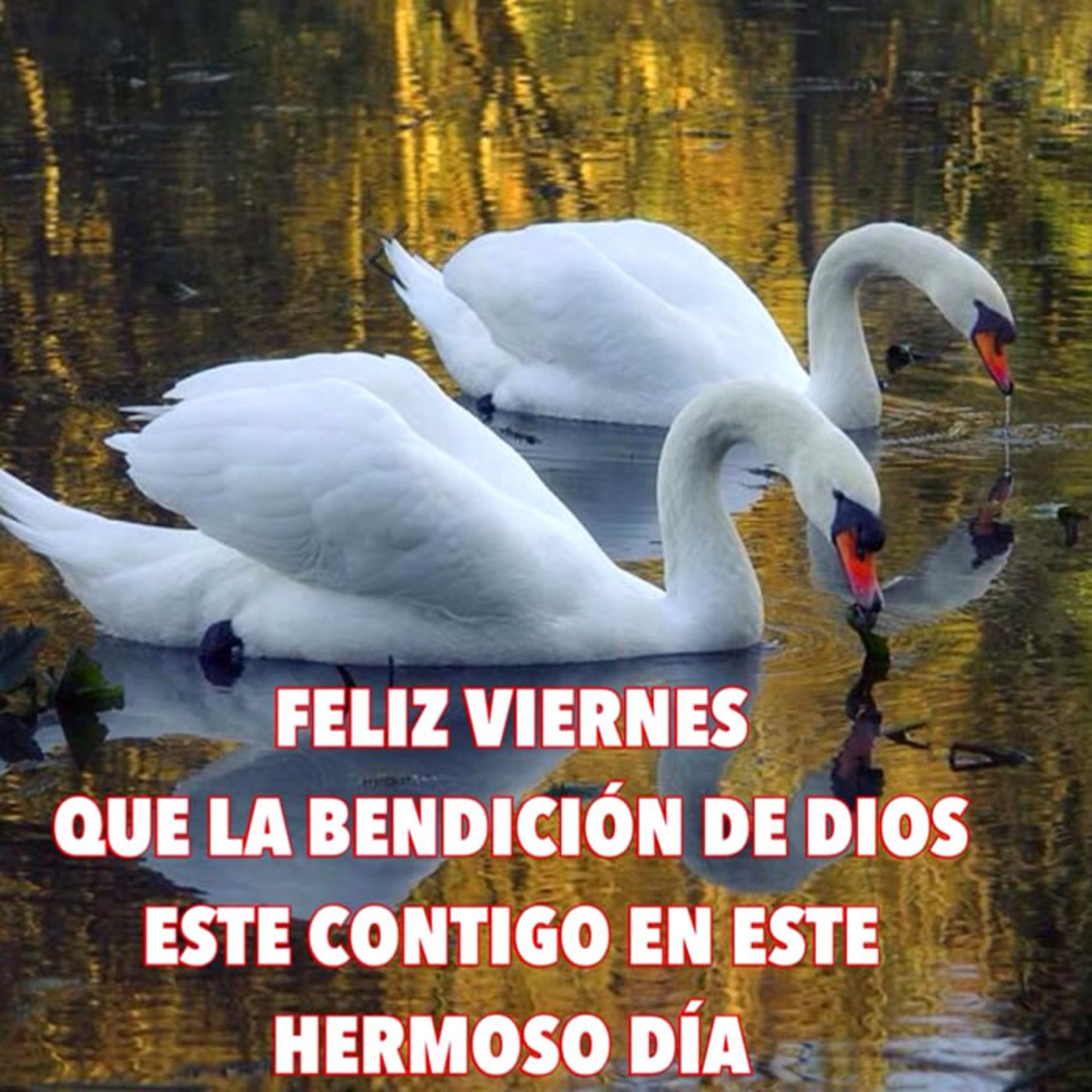 Feliz Viernes bonitas imágenes 197