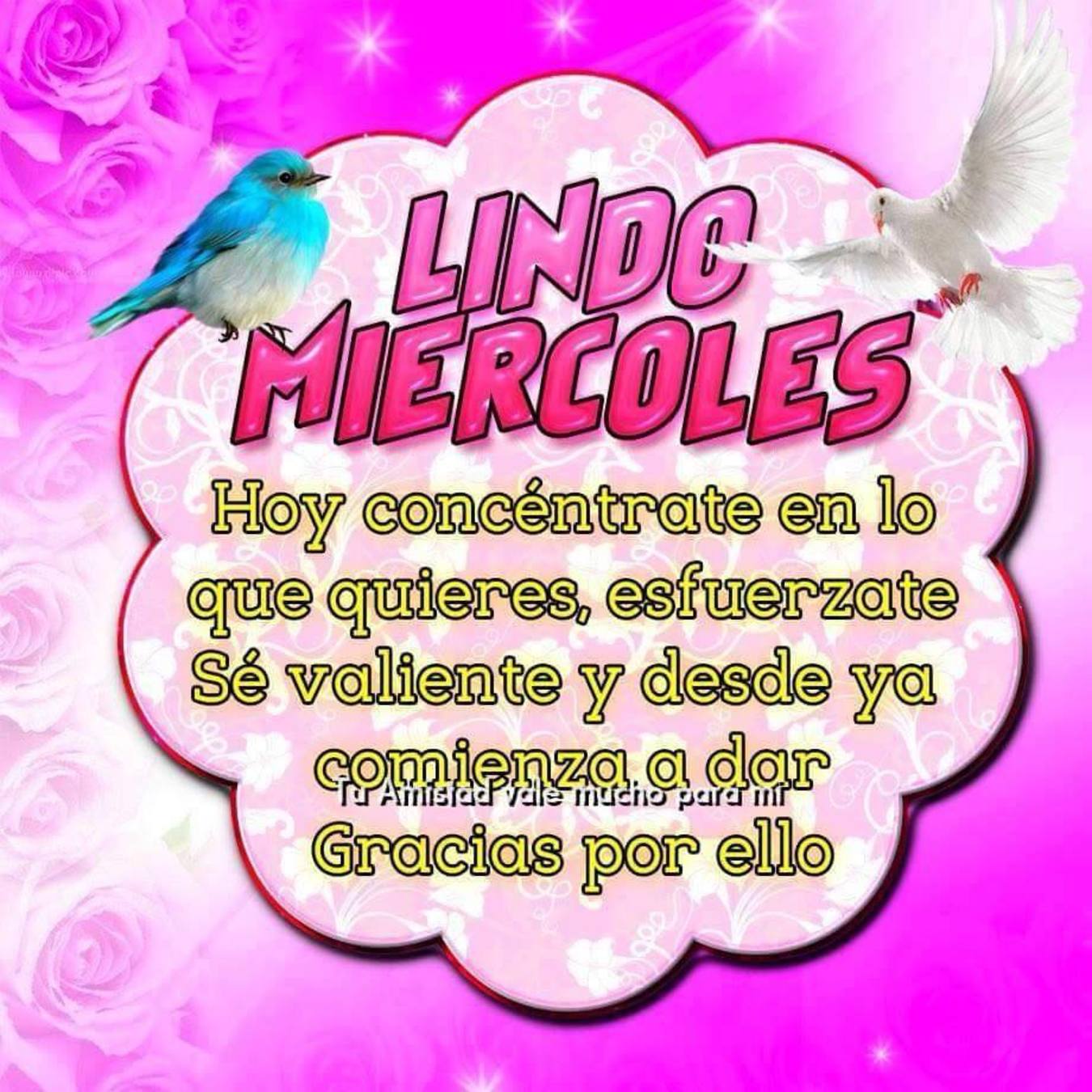 Lindo Miércoles 202