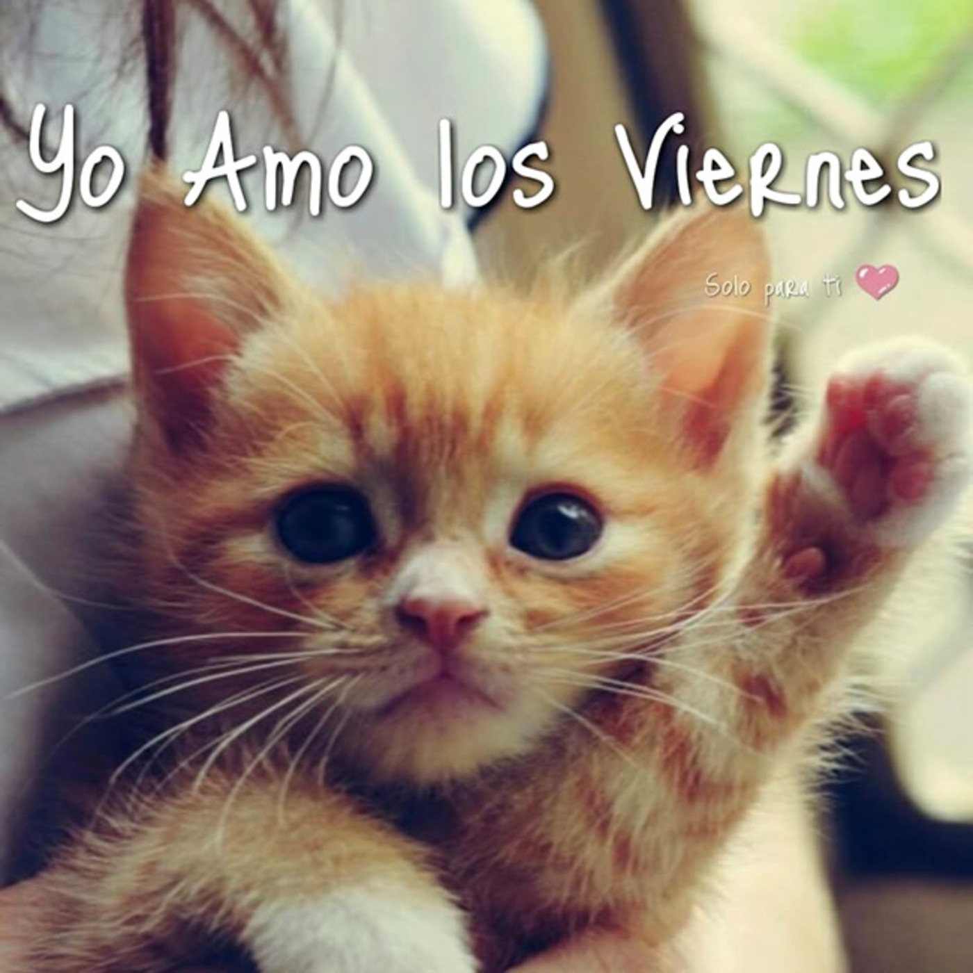 Yo amo los Viernes 226