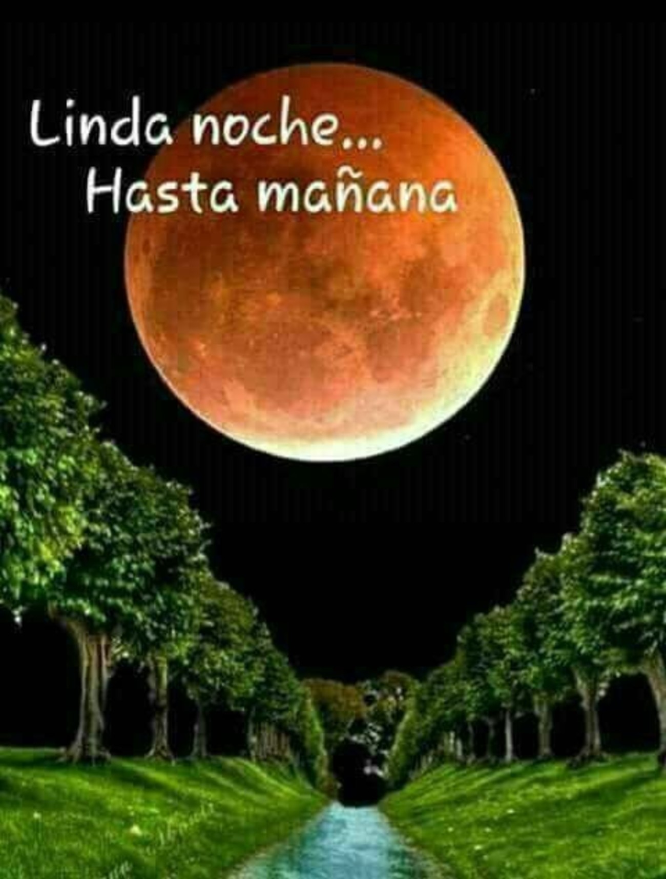 Linda Noche Hasta mañana 605