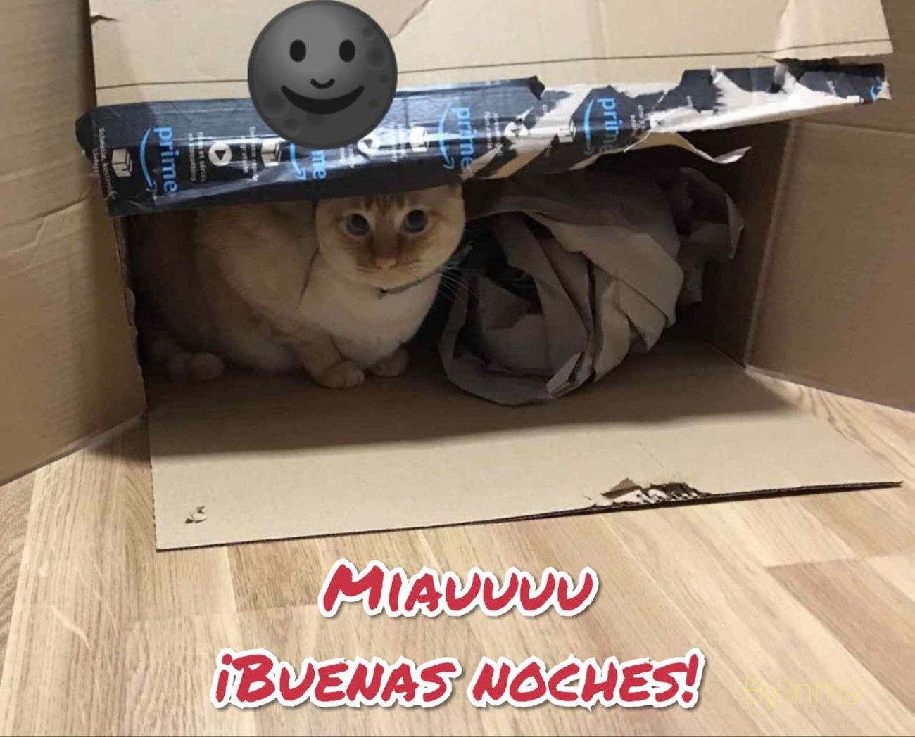 Miauuuu Buenas Noches 656