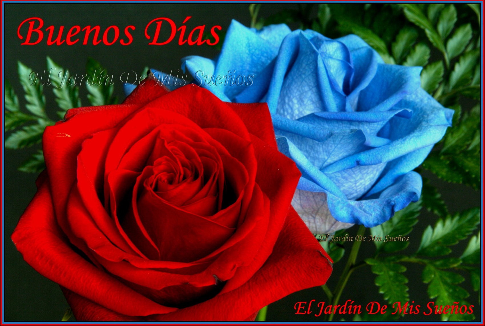 Buenos Días rosas bellas