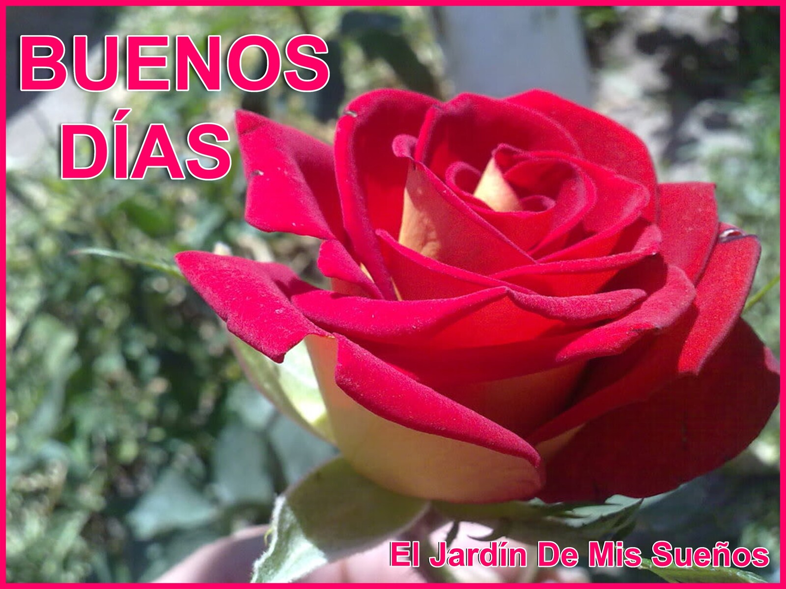 Buenos Días nuevas imágenes rosas